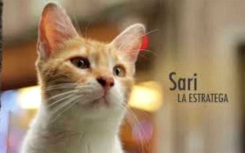 Alcances 2018. ‘Kedi (gatos de Estambul)’ DIARIO Bahía de Cádiz