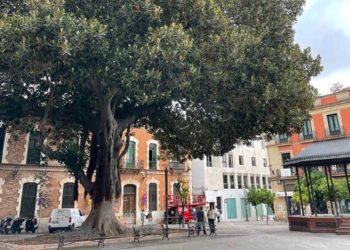 Ejemplar protagonista de este rincón del centro jerezano / FOTO: Adelante