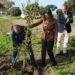 Escenificando la plantación de uno de los ejemplares / FOTO: Ayto.