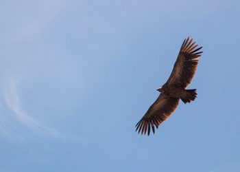 Halcón sobrevolando los cielos / FOTO: pexels.com