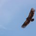 Halcón sobrevolando los cielos / FOTO: pexels.com