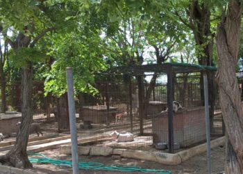 Estampa del Centro de Protección Animal Bahía de Cádiz, desde su web