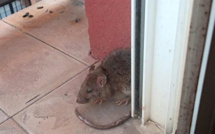 Hay vecinos que denuncian que las ratas se pasean incluso por sus balcones / FOTO: cedida