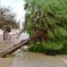 Árboles tumbados en el Campo del Sur / FOTO: Eulogio García