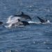 La presencia de delfines es habitual en la costa gaditana / FOTO: Ecologistas