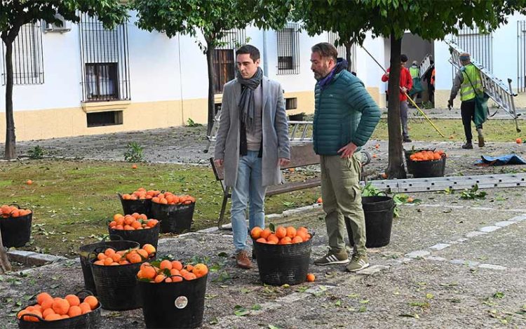 El concejal Espinar observa cómo se recogen las naranjas / FOTO: Ayto.