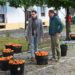 El concejal Espinar observa cómo se recogen las naranjas / FOTO: Ayto.