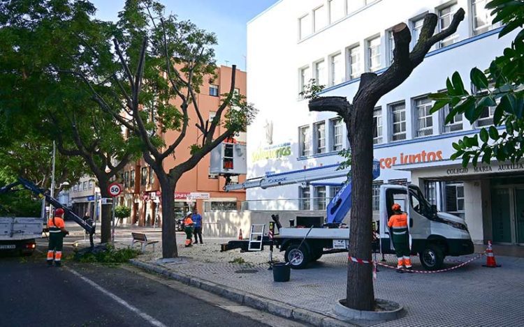 Pasados trabajos de poda en la avenida / FOTO: Eulogio García