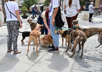 Una pasada concentración perruna en Cádiz / FOTO: Eulogio García