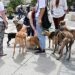 Una pasada concentración perruna en Cádiz / FOTO: Eulogio García