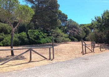 Uno de los pinares públicos tras la última limpieza / FOTO: Ayto.