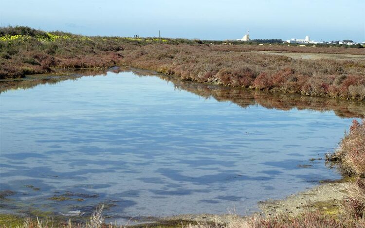 Estampa de esteros entre Cádiz y San Fernando / FOTO: Junta