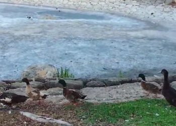 Animales desnutridos alrededor del lago en un video denuncia en facebook de Albert Lozano