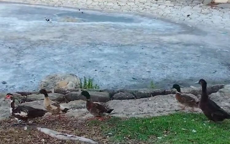 Animales desnutridos alrededor del lago en un video denuncia en facebook de Albert Lozano