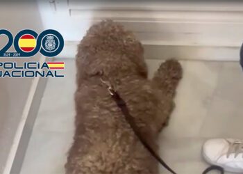 El perro policía marcando la presencia de droga tras el cuarto comunitario / FOTO: Policía Nacional