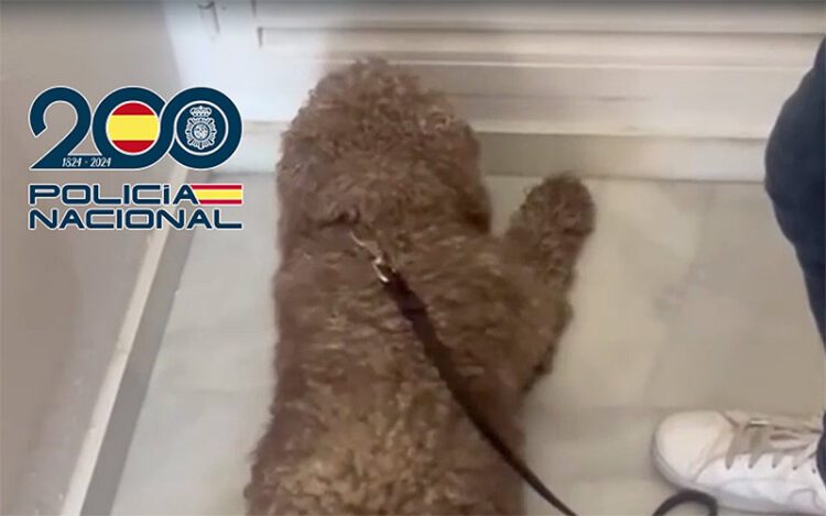 El perro policía marcando la presencia de droga tras el cuarto comunitario / FOTO: Policía Nacional