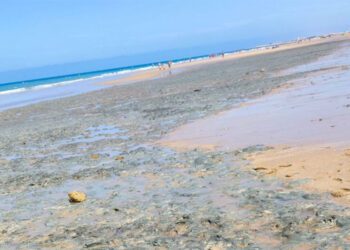 El molesto fango habitual este verano en la playa isleña / FOTO: AxSí