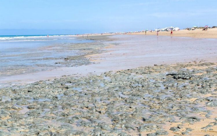 Fango en uno de los tramos de la playa isleña / FOTO: AxSí