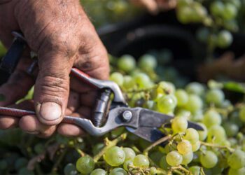 La uva comienza a cosecharse en los pagos del interior / FOTO: Consejo Regulador