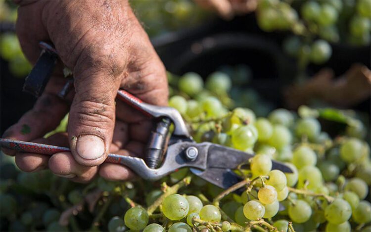 La uva comienza a cosecharse en los pagos del interior / FOTO: Consejo Regulador