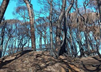 Una de las estampas devastadoras tras el incendio / FOTO: Ayto.