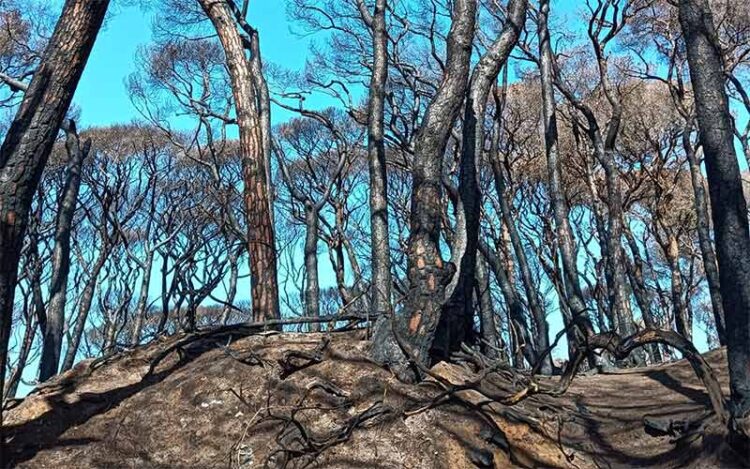 Una de las estampas devastadoras tras el incendio / FOTO: Ayto.