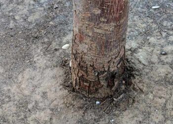 Ejemplo de árbol dañado por las orines de perro / FOTO: Ayto.