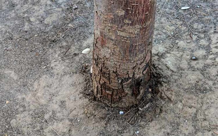 Ejemplo de árbol dañado por las orines de perro / FOTO: Ayto.