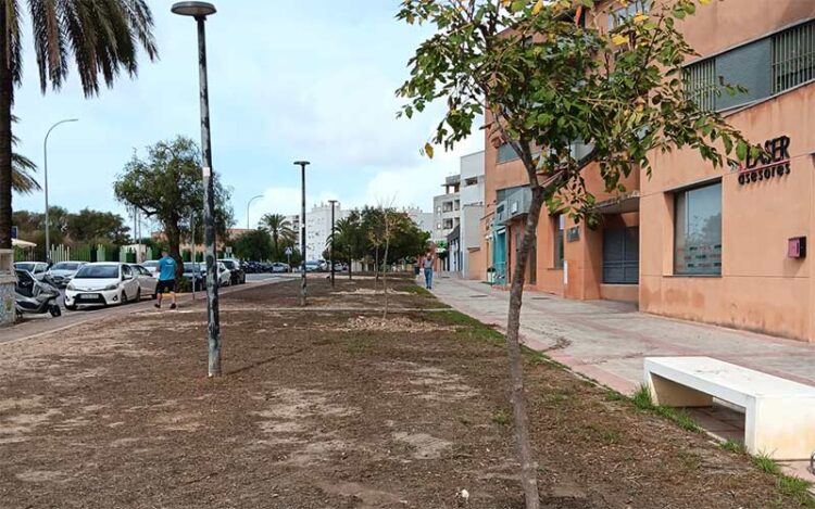 Primeros nuevos árboles plantados en la zona / FOTO: Ayto.