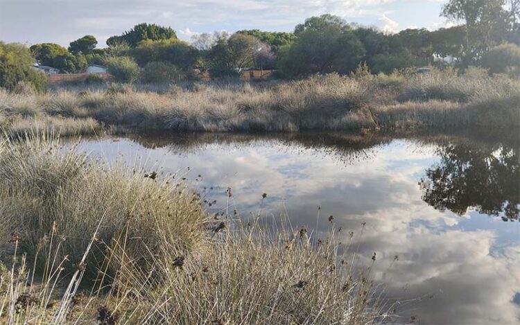 Zona de aguas estancadas tras las recientes lluvias / FOTO: Ayto.