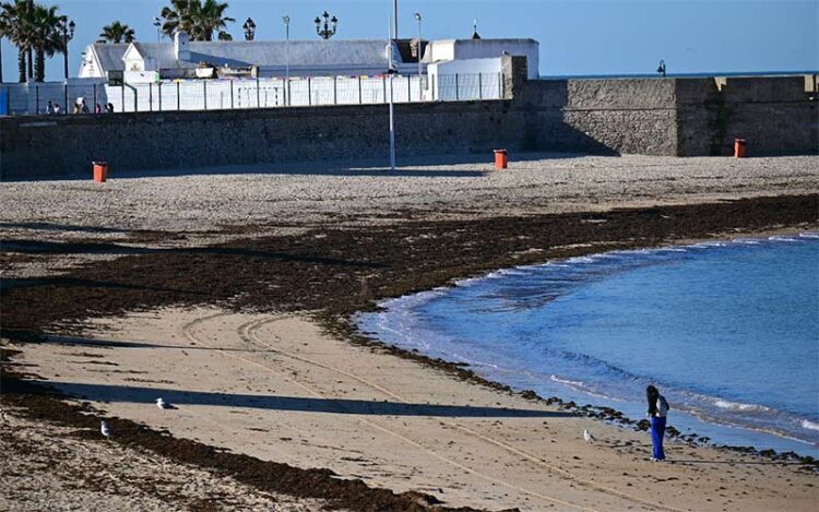 La playa de La Caleta amaneciendo meses atrás cubierta de este alga / FOTO: Eulogio García