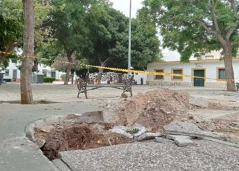 Ejemplares arrancados en la plaza de La Cerámica / FOTO: Toniza