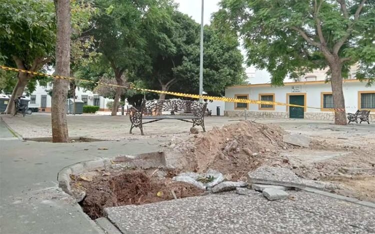 Ejemplares arrancados en la plaza de La Cerámica / FOTO: Toniza