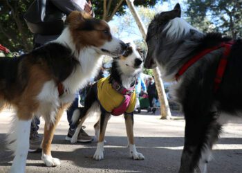 Una pasada celebración de San Antón en el parque / FOTO: Ayto.