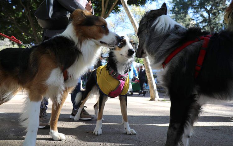 Una pasada celebración de San Antón en el parque / FOTO: Ayto.