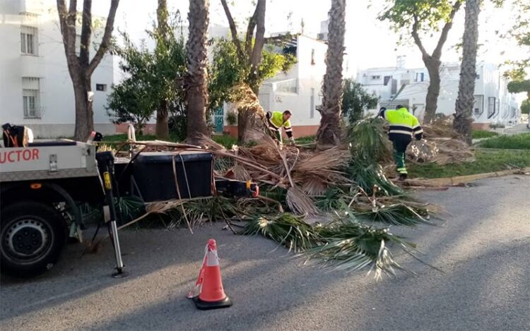 Trabajos de poda en marcha / FOTO: Ayto.