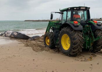 Un tractor de Playas intentando retirar la gran ballena / FOTO: Ayto.