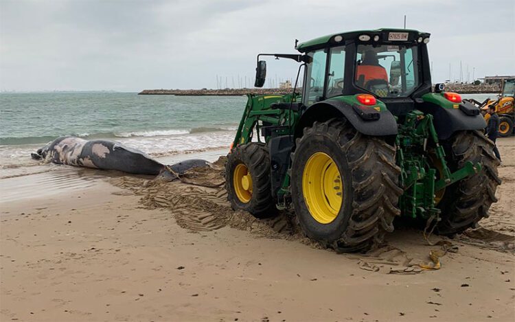 Un tractor de Playas intentando retirar la gran ballena / FOTO: Ayto.