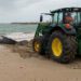 Un tractor de Playas intentando retirar la gran ballena / FOTO: Ayto.