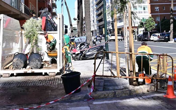 Plantando nuevos ejemplares en la avenida / FOTO: Eulogio García